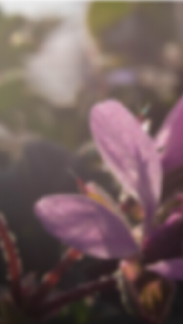 Описание изображения