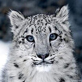 Снежный барс